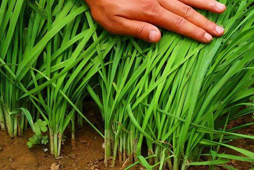 爆料假割韭菜视频播放大全,假割韭菜视频播放大全曝光  第1张