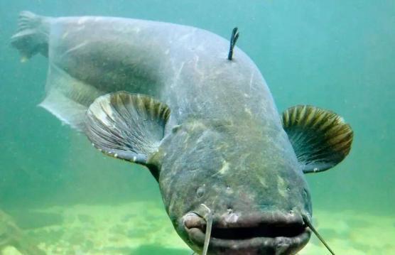 北极鲶鱼爆料博主视频,揭秘博主爆料视频背后的真相 第3张 北极鲶鱼爆料博主视频,揭秘博主爆料视频背后的真相 第3张