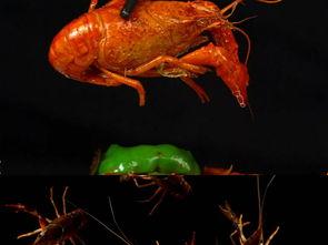 爆料麻辣小龙虾视频播放,网友直呼过瘾！  第3张